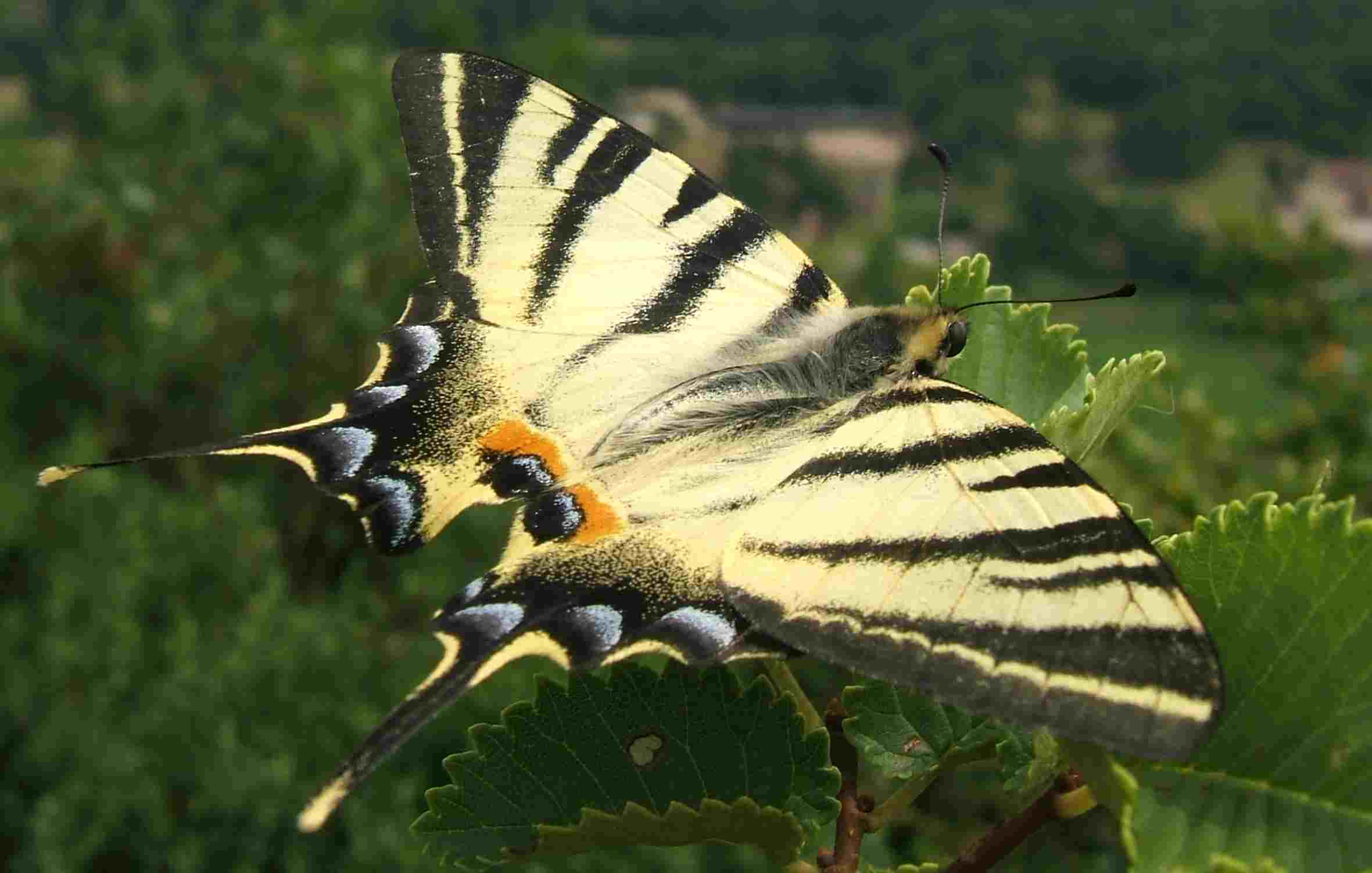 Iphiclides podalirius Iphiclides podalirius